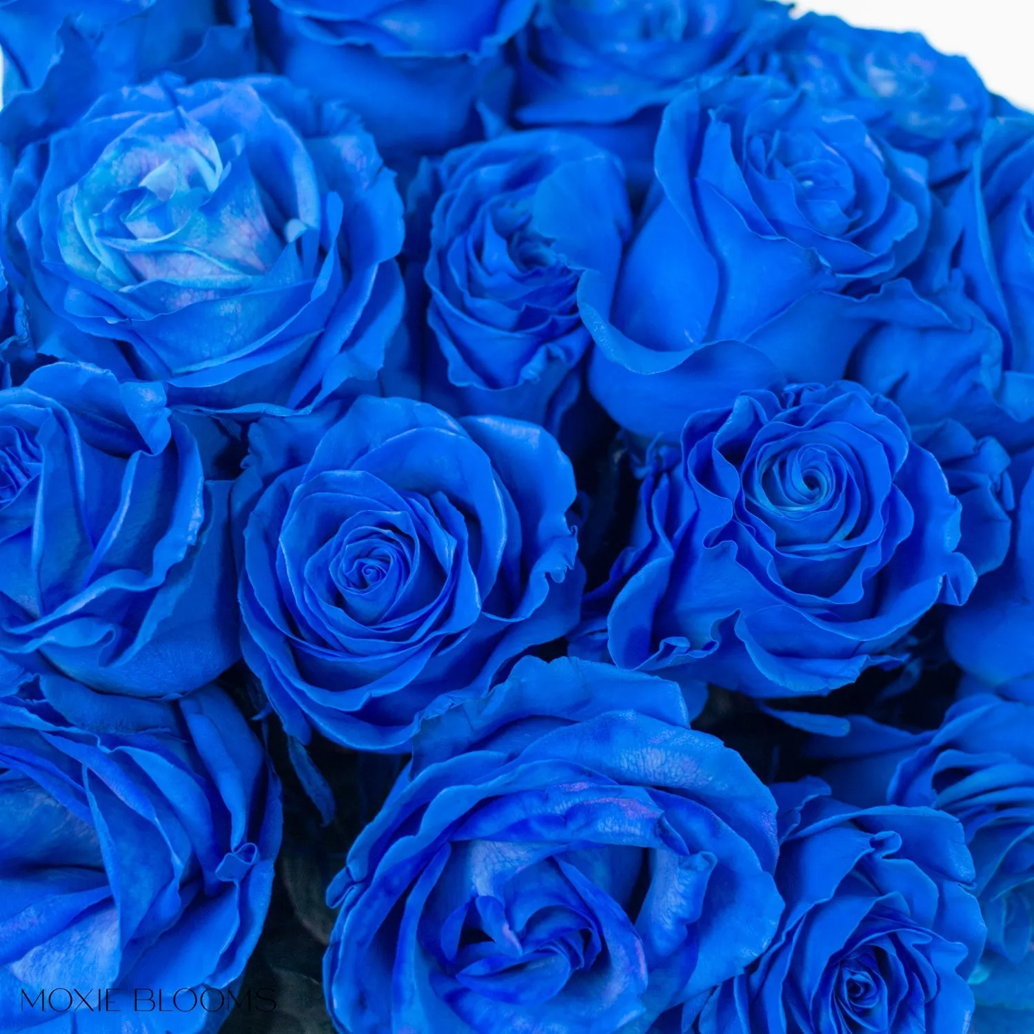Sapphire Novelty Roses